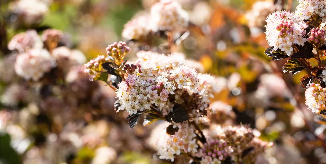 Physocarpus opulifolius 'Little Devil'®