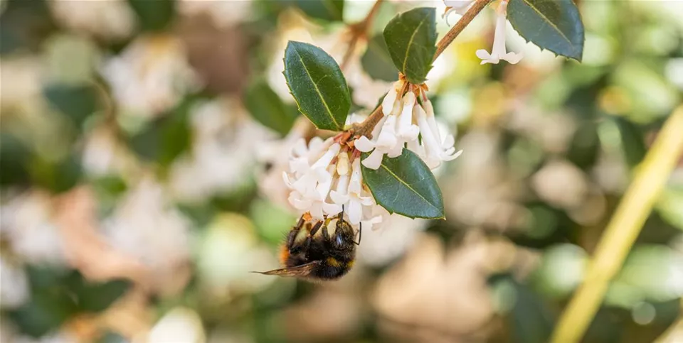 Hummel an Blüte