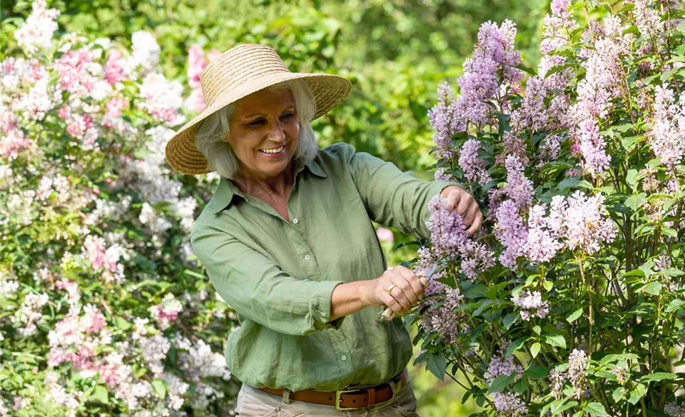 Gartenarbeit - Flieder schneiden